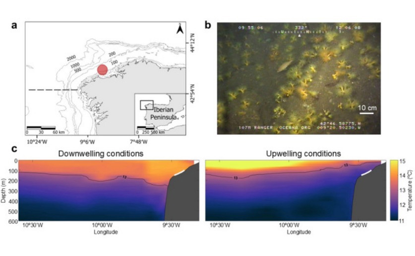How deep-sea corals cope with ocean warming and acidification