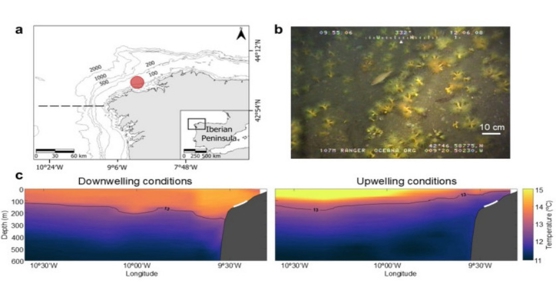 How deep-sea corals cope with ocean warming and acidification