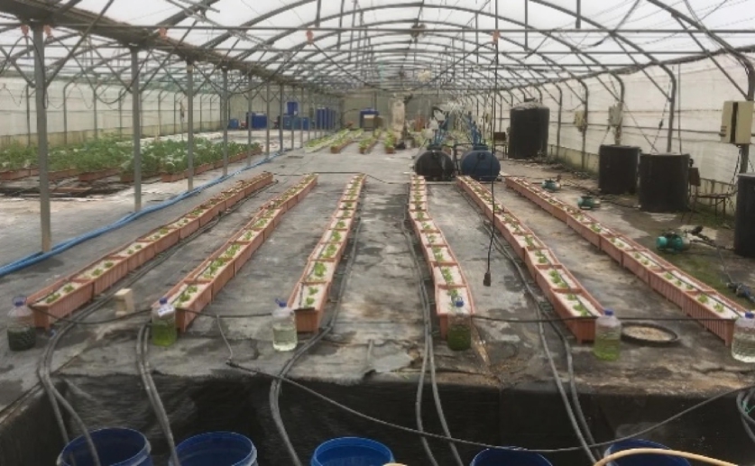 Microalgae boost lettuce growth, color, and harvest in soilless systems