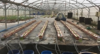 Microalgae boost lettuce growth, color, and harvest in soilless systems