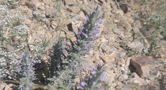 How storage affects the quality of a Ziziphora tenuior's essential oils