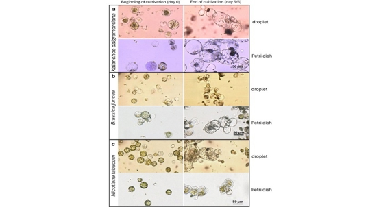 New technology helps unlock secrets of plant cell growth and development