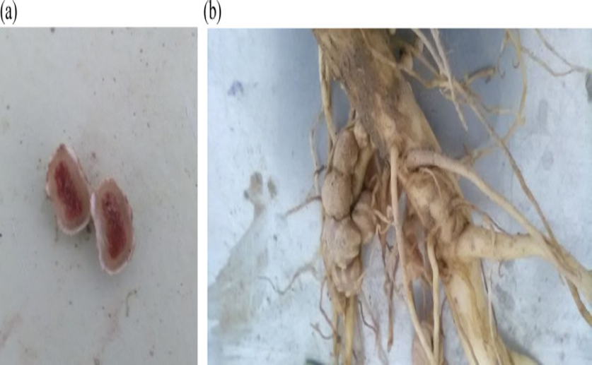 Boosting mung bean harvests and root growth with natural fertilizers