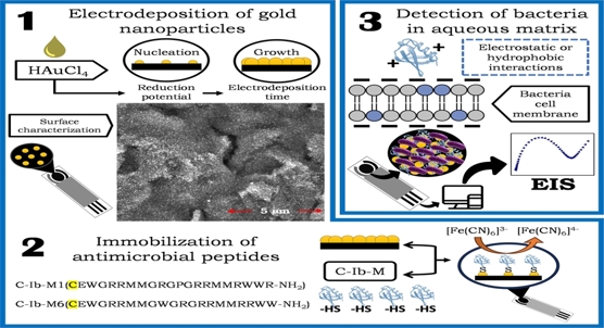 New sensor uses natural germ-fighting compounds for rapid bacterial detection