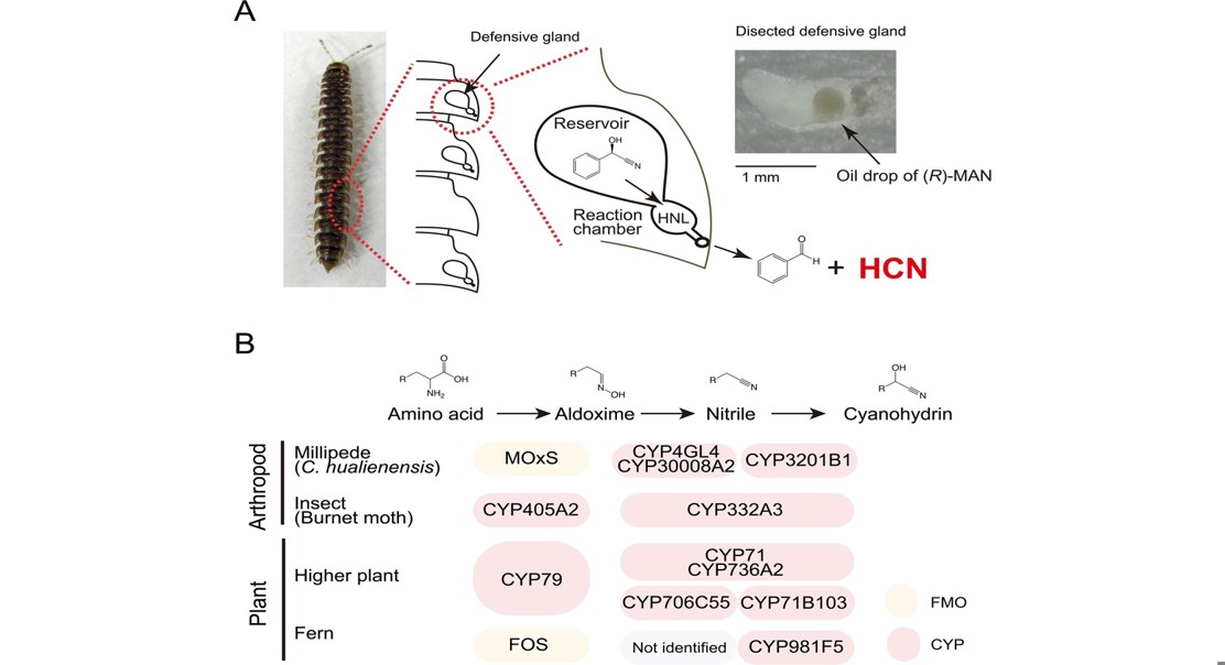 Millipede genes reveal how plants and animals evolved similar defense chemicals