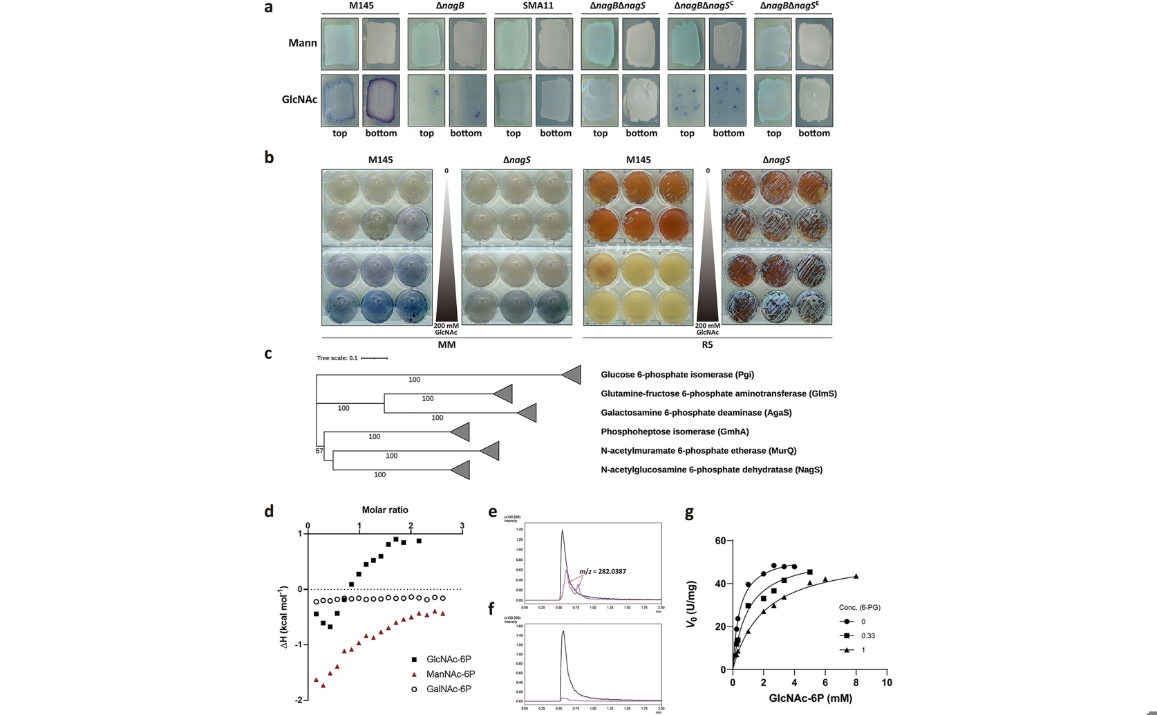 Enzyme controls key step in bacterial metabolism and response to nutrients