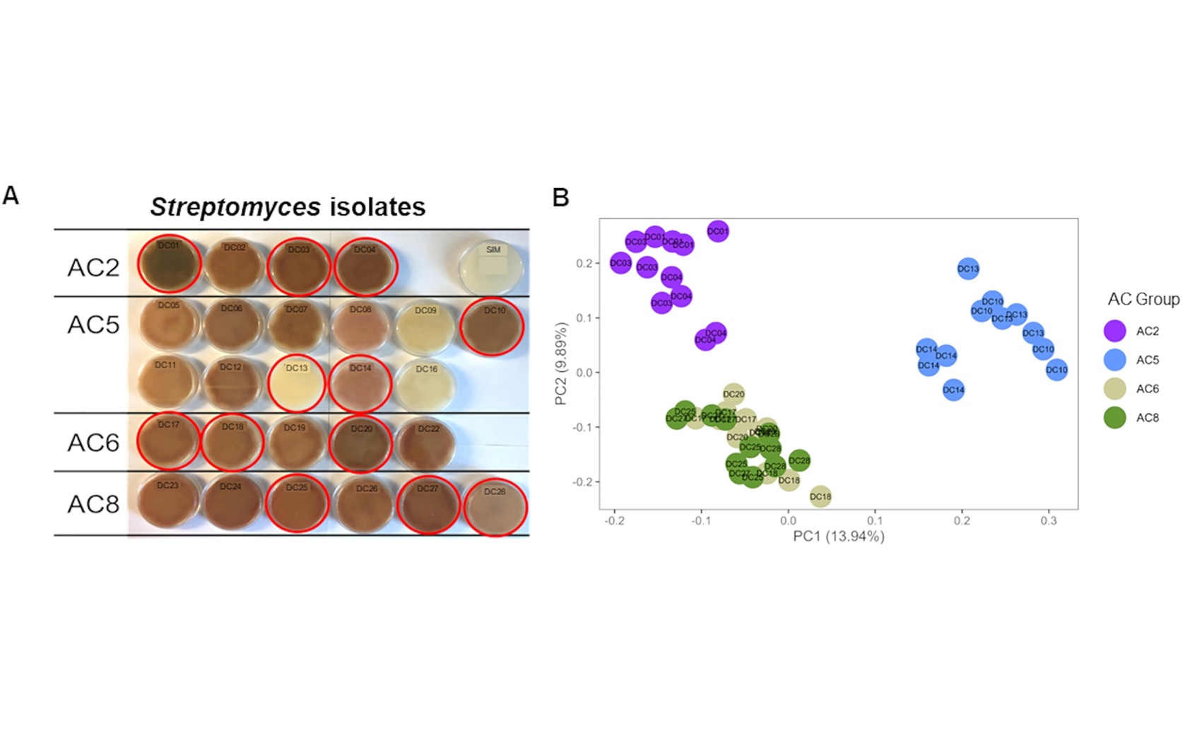 Soil bacteria changes during drought don’t necessarily help plants grow