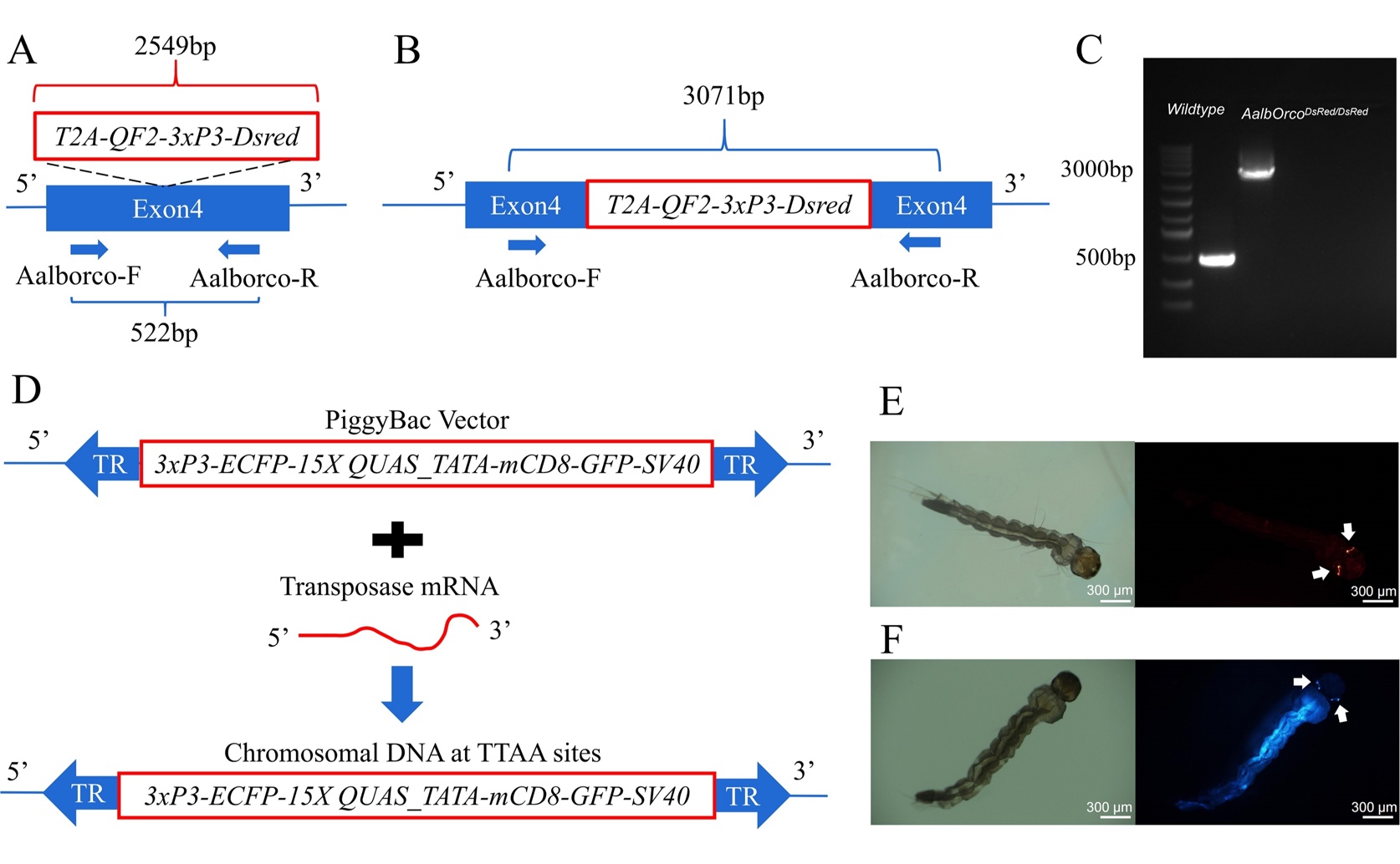 How mosquito smell receptors develop and control their sensitivity to odors
