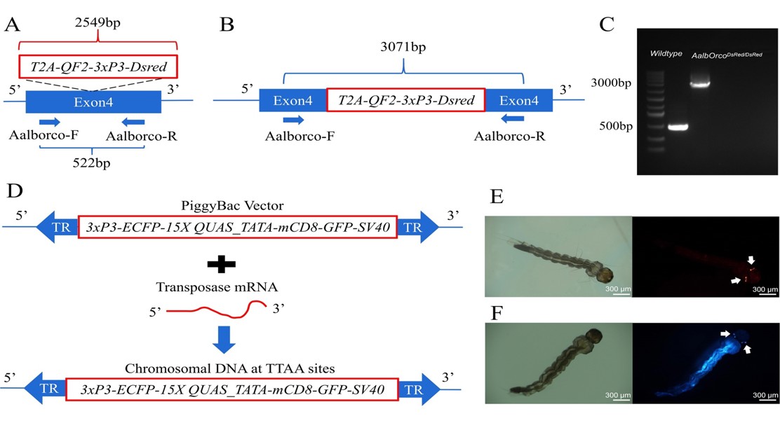 How mosquito smell receptors develop and control their sensitivity to odors