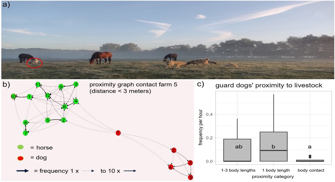 How farm dogs behave around different animals and people