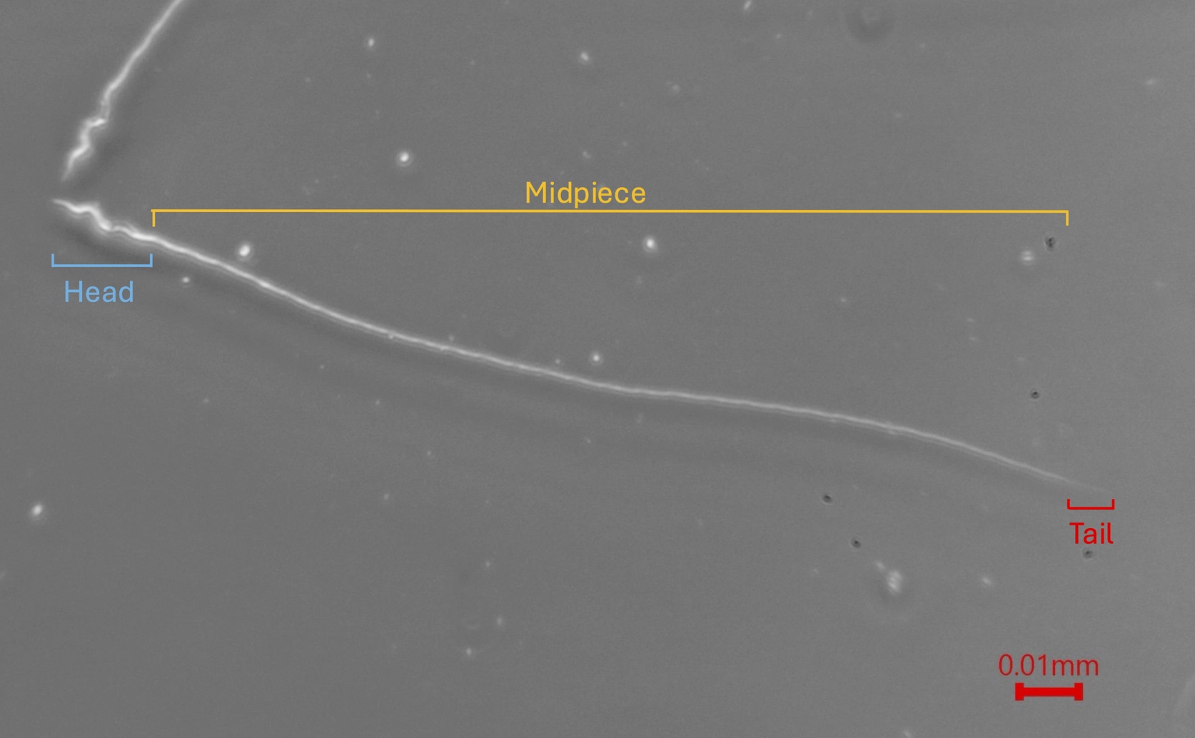 Bird sperm shape linked to mating success in socially monogamous species