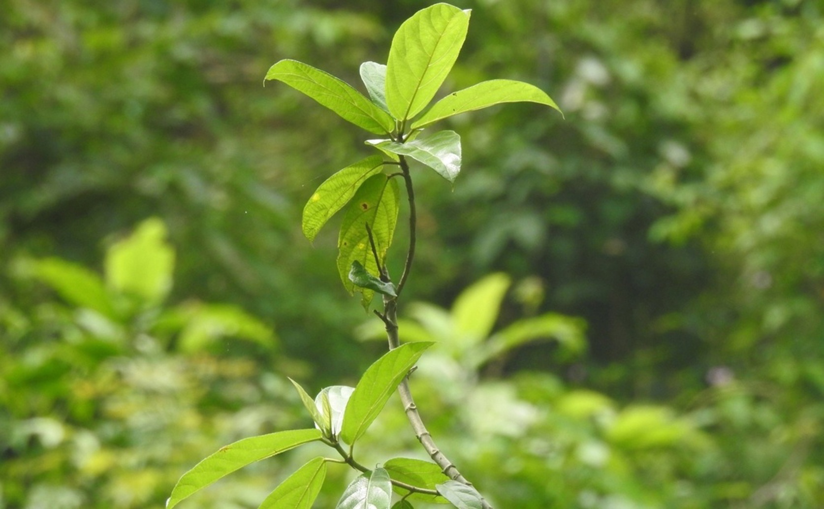 Fig tree fruit shows promise in managing diabetes by improving sugar control