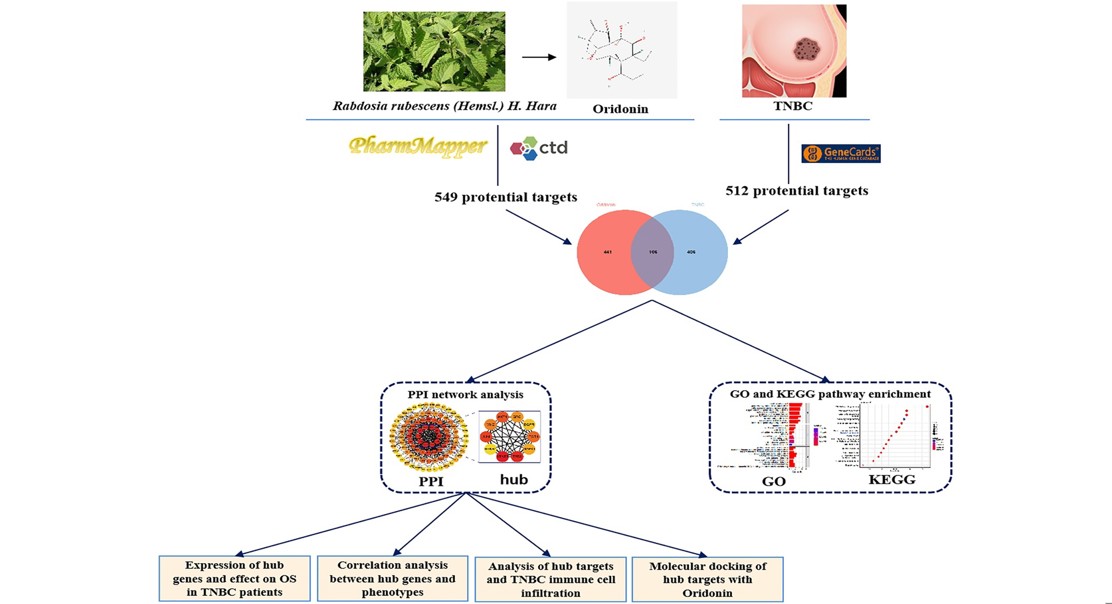 How a natural compound may fight aggressive breast cancer