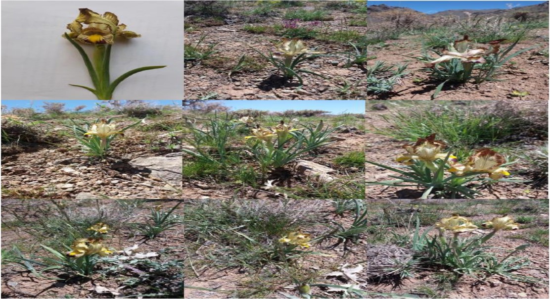 How flower traits reveal patterns in a rare iris species
