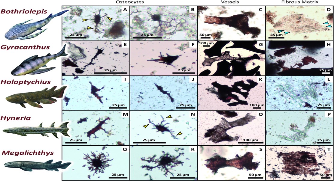 Ancient fish fossils reveal surprising details about cell preservation and age