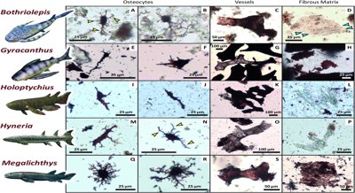 Ancient fish fossils reveal surprising details about cell preservation and age
