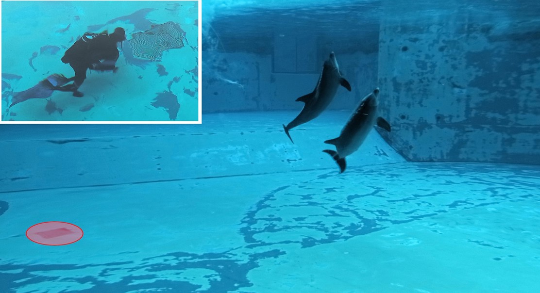 Decoding dolphin sounds to understand their behavior