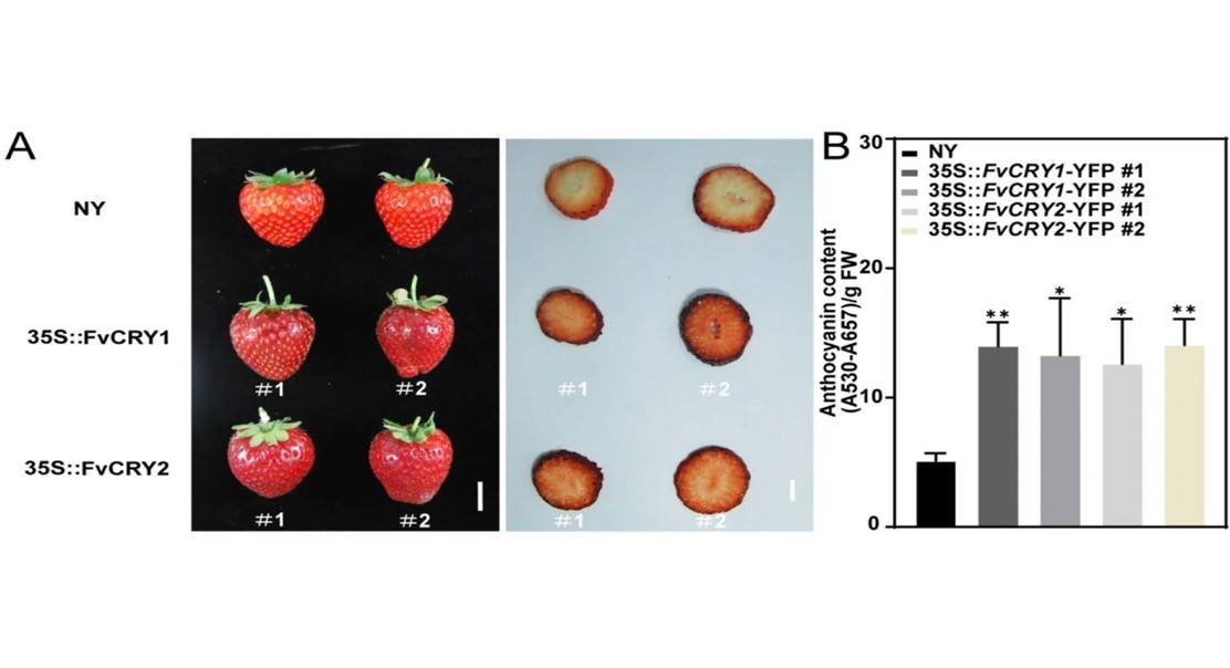 Strawberry genes control pigment and sugar production