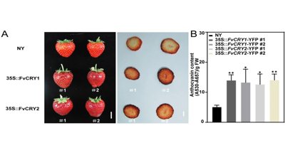 Strawberry genes control pigment and sugar production