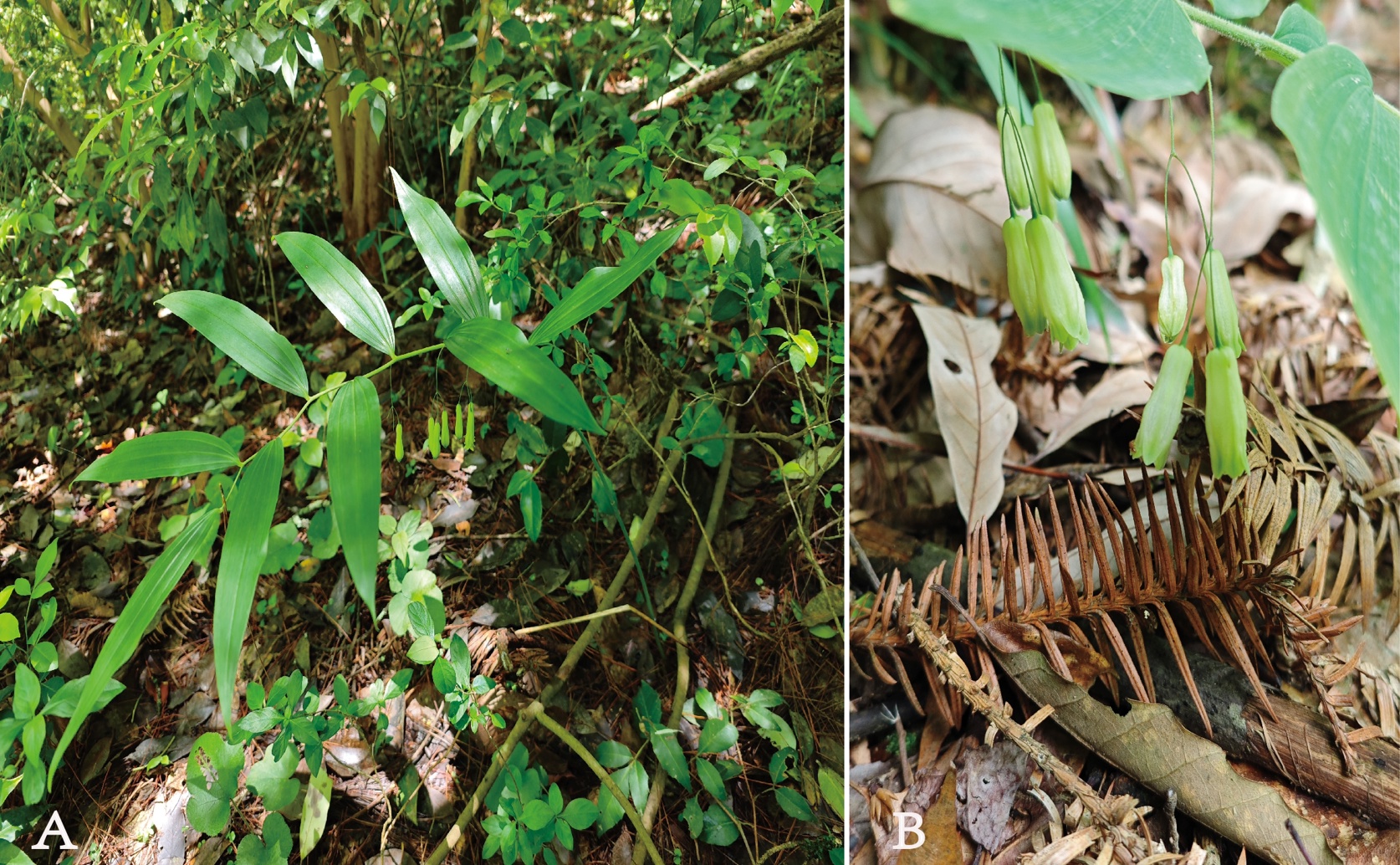Understanding the genetic makeup of a wild Solomon’s seal plant