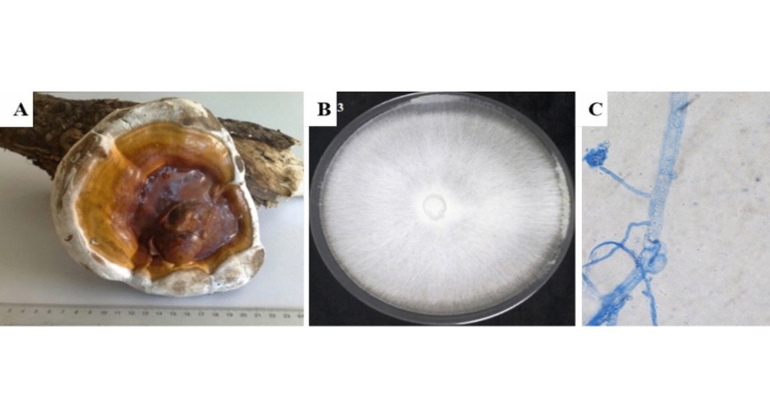 Using fungi to clean fish farm wastewater: a streamlined approach