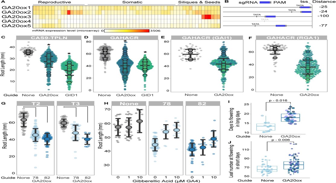 Plant hormone production is linked to daily rhythms and carbon dioxide levels