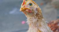 How Special Sugars Fed Before Hatch Affect Chicken Immunity and Gut Health
