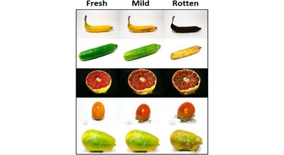 New AI models accurately assess fruit quality