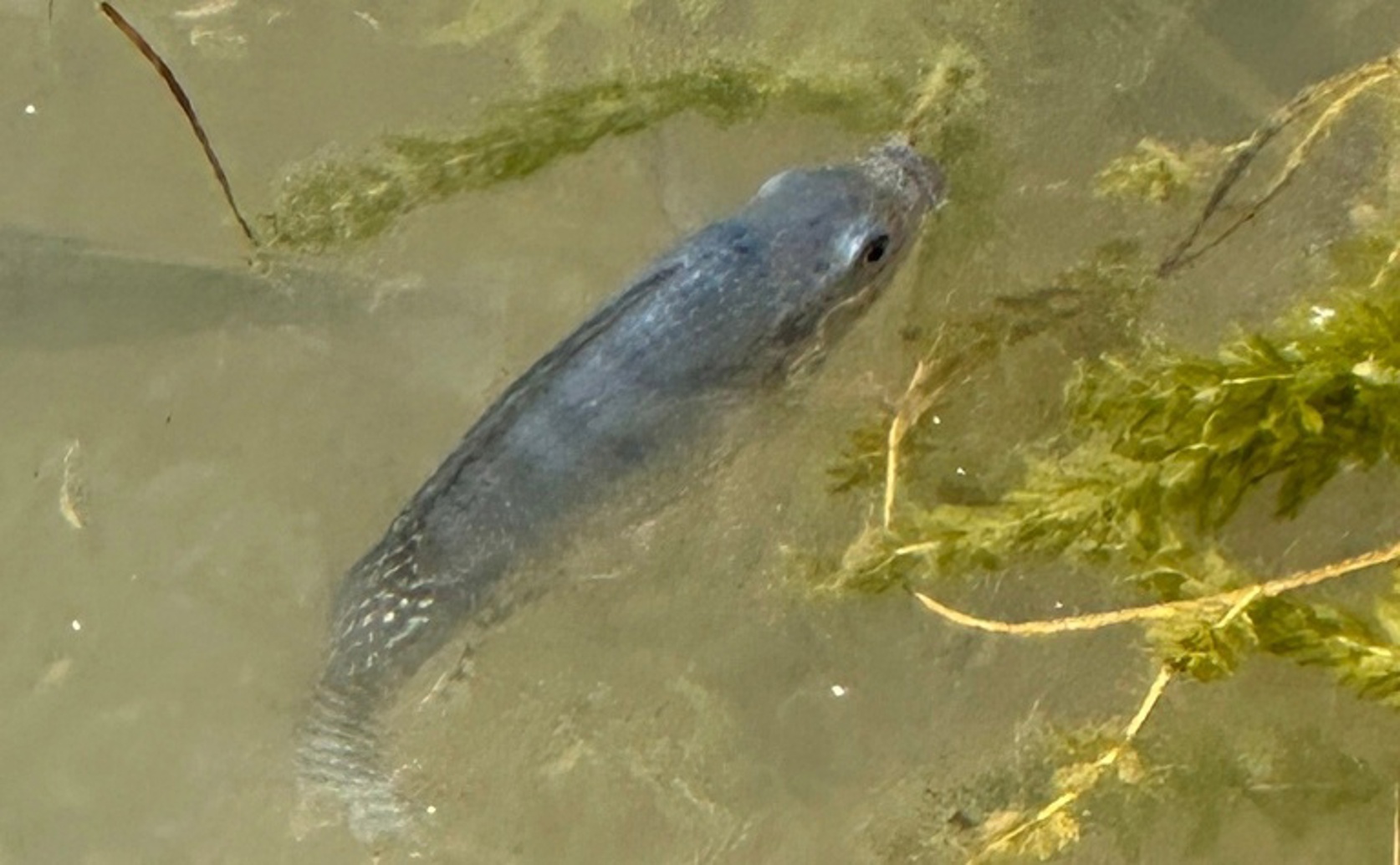 How salt and oxygen affect the health and growth of Nile tilapia