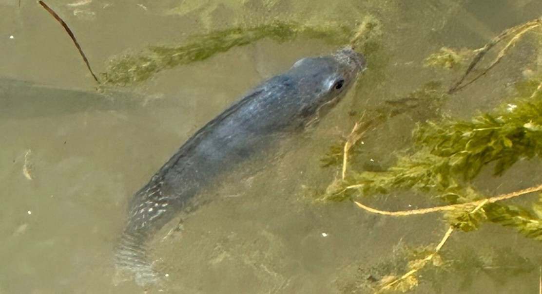 How salt and oxygen affect the health and growth of Nile tilapia