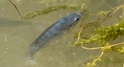 How salt and oxygen affect the health and growth of Nile tilapia