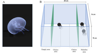 Do moon jellyfish prefer to be alone? New research explores social behavior.