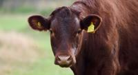 Toxic Wheat Impact on Cattle Growth and Health