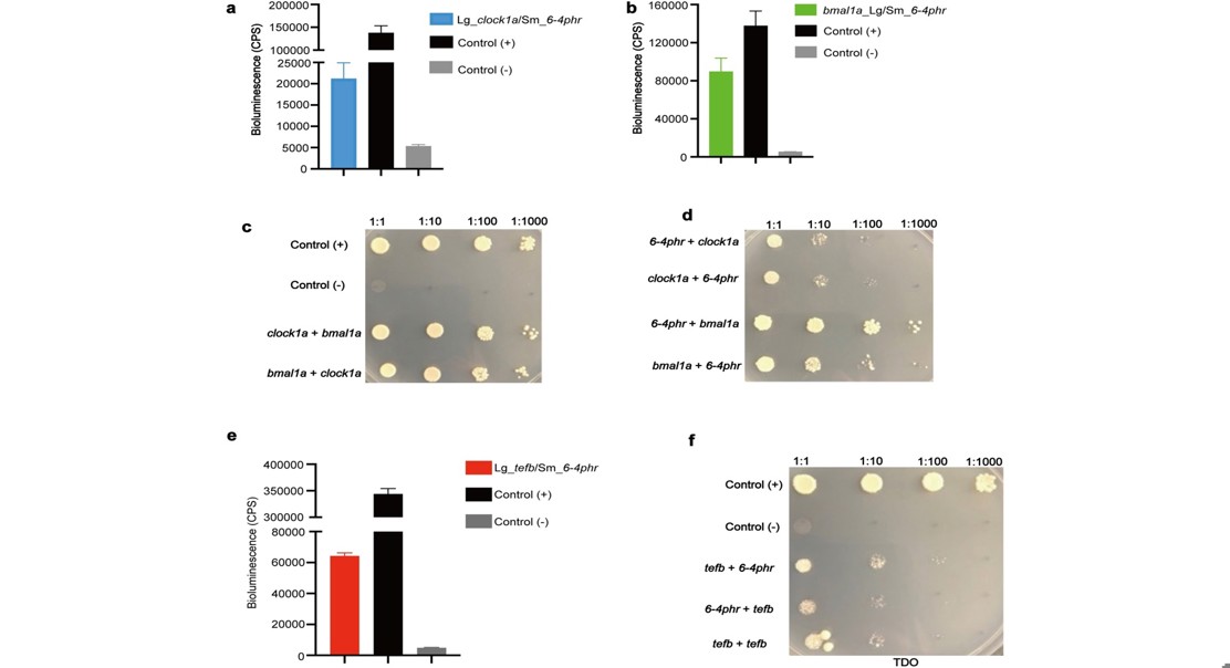 DNA repair enzyme affects daily rhythms