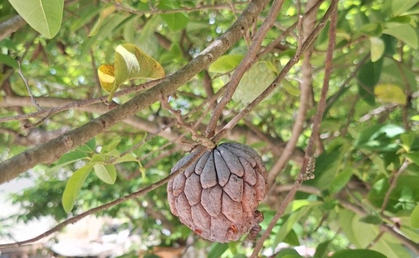Better soil and feeding practices boost sugar apple fruit production and flavor