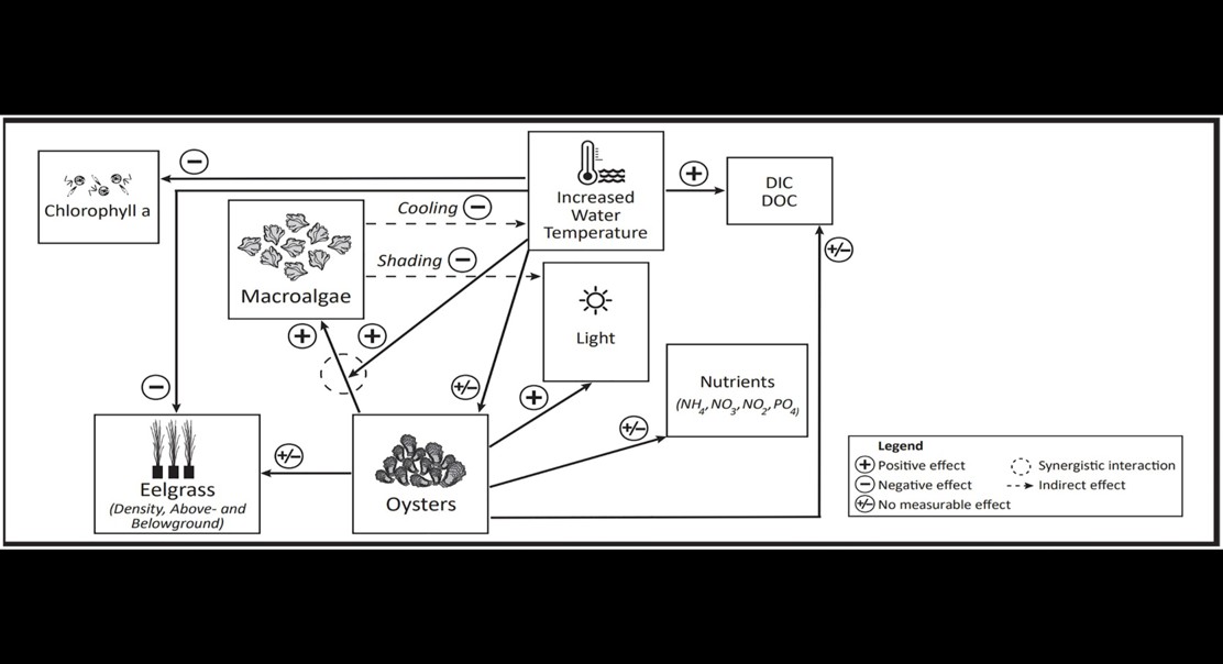 How warmer waters affect the relationship between seagrass and oysters