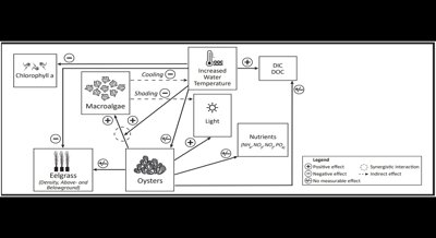 How warmer waters affect the relationship between seagrass and oysters