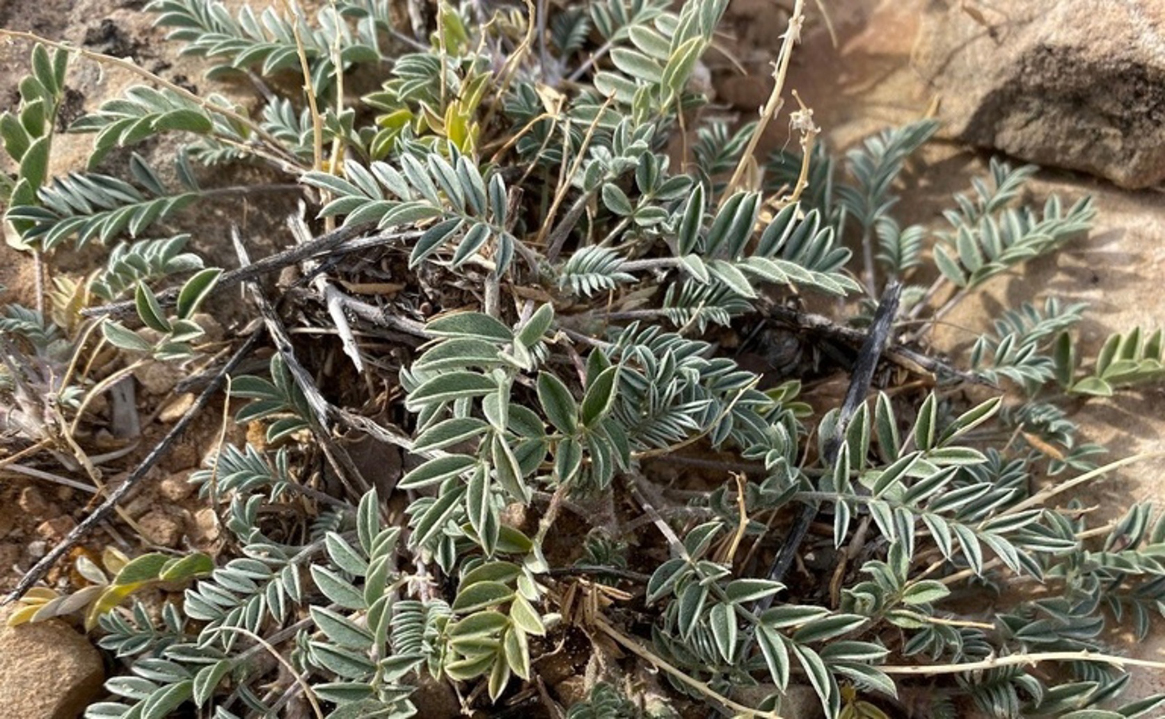 Astragalus root may offer protection against preeclampsia in lab studies