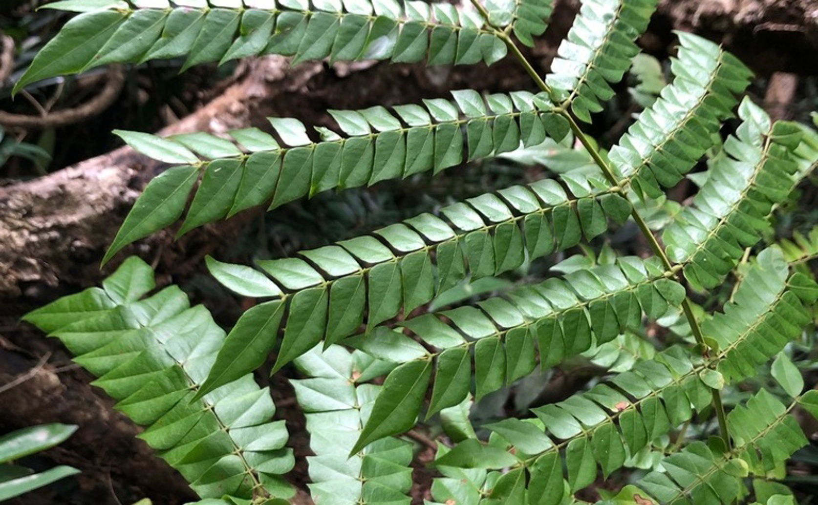 How a plant extract eases psoriasis symptoms, as shown in lab studies