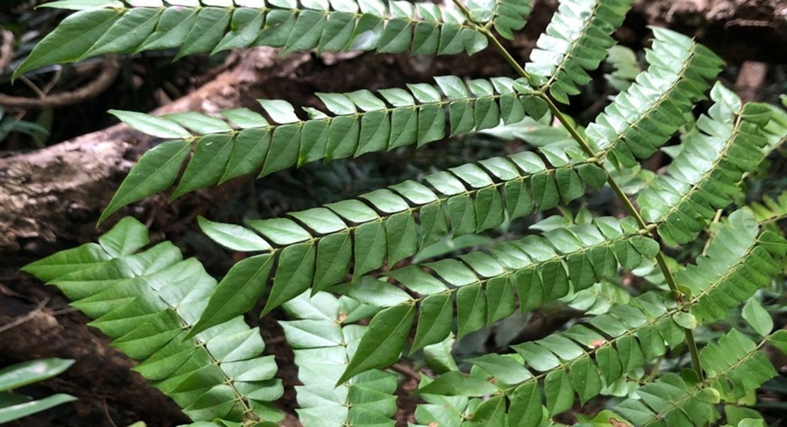 How a plant extract eases psoriasis symptoms, as shown in lab studies
