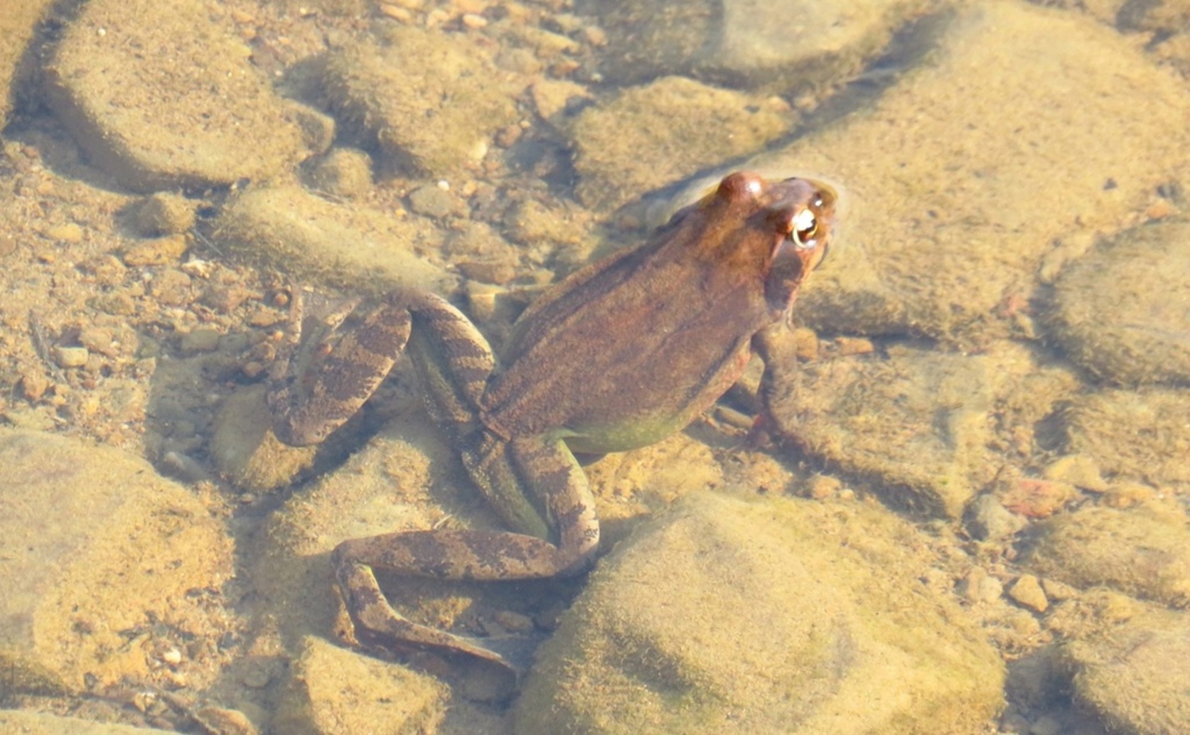 Frog iron storage protein gene linked to fighting off bacterial infections