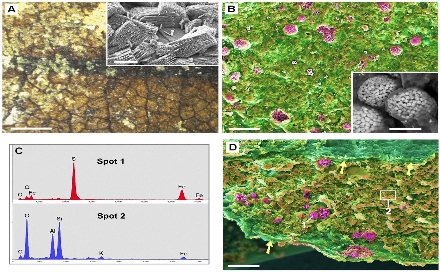 Fossil plant leaves reveal ancient history of calcium buildup