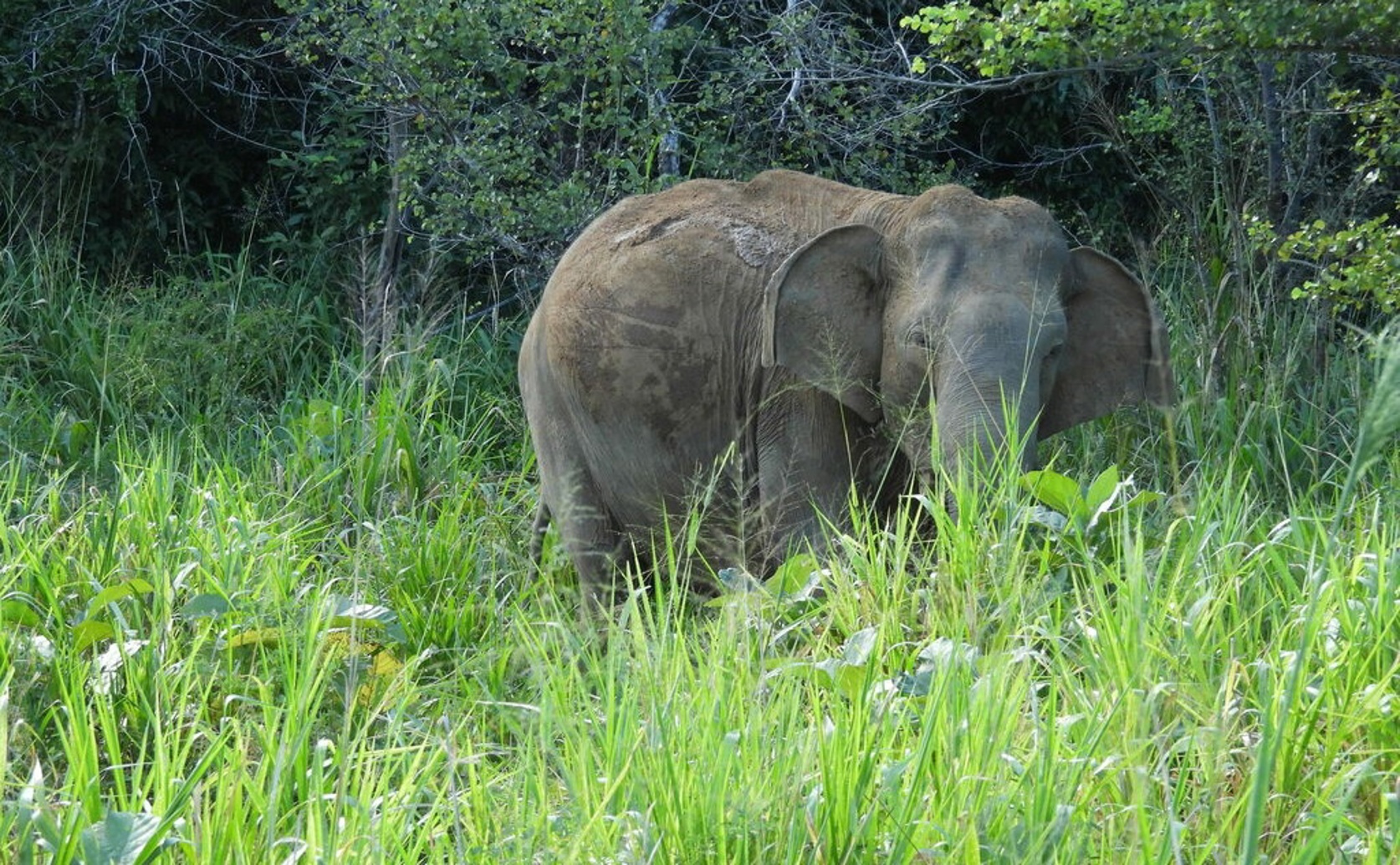 Metabolism in captive Asian elephants reveals insights into health