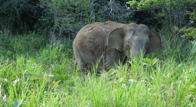 Metabolism in captive Asian elephants reveals insights into health