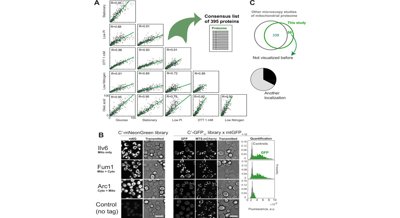 New tool reveals detailed map of proteins inside cell power plants
