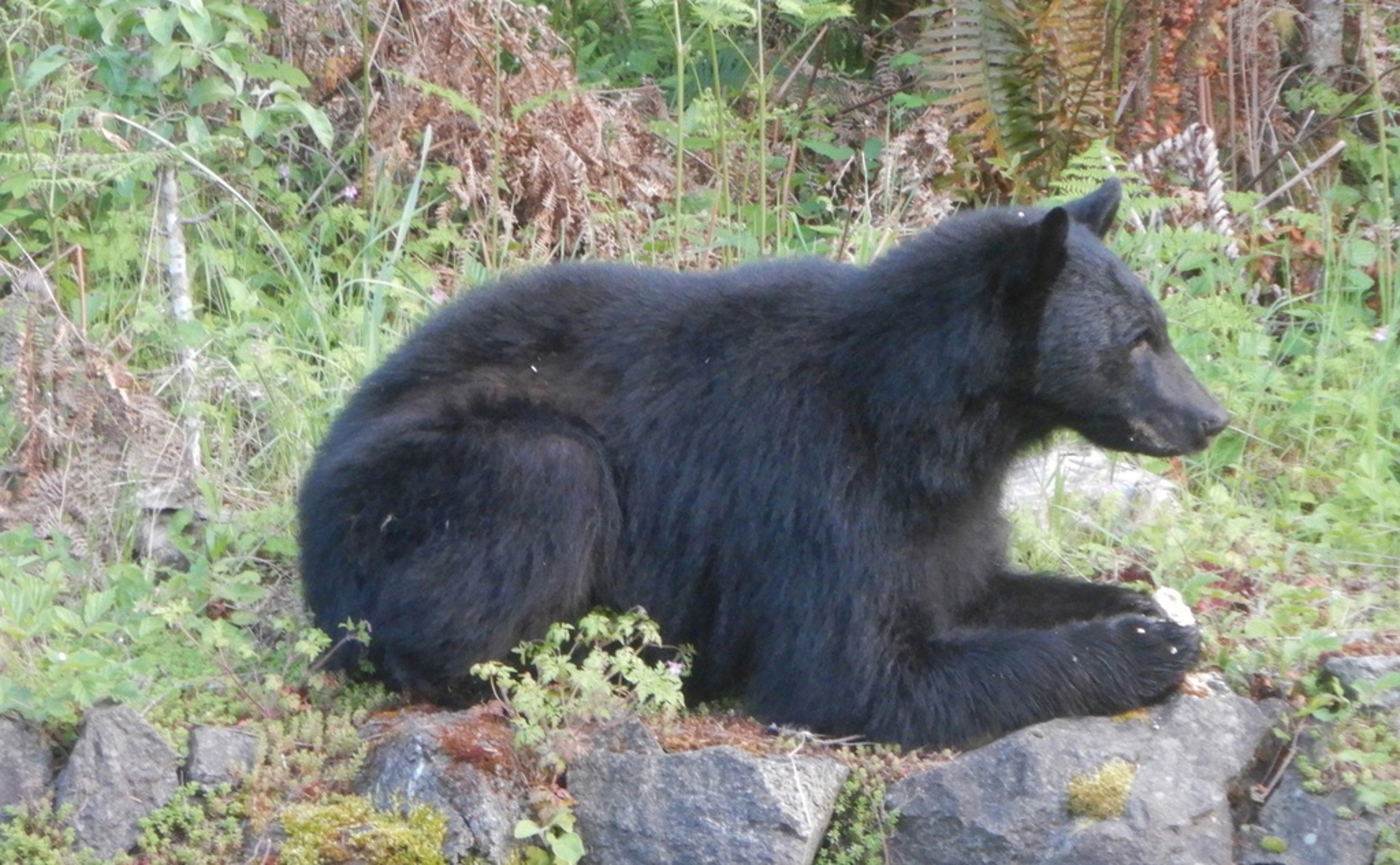 Genetics and camera traps reveal origins of Oklahoma’s expanding bear population