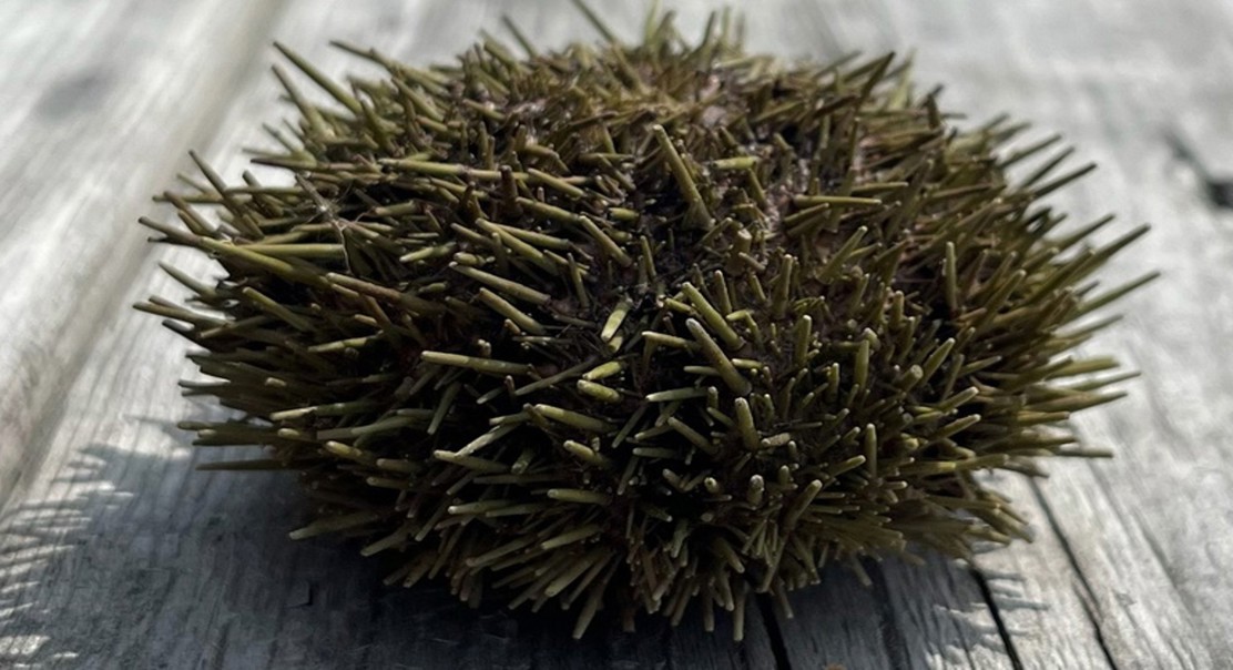 How changing ocean conditions impact sea urchin reproduction
