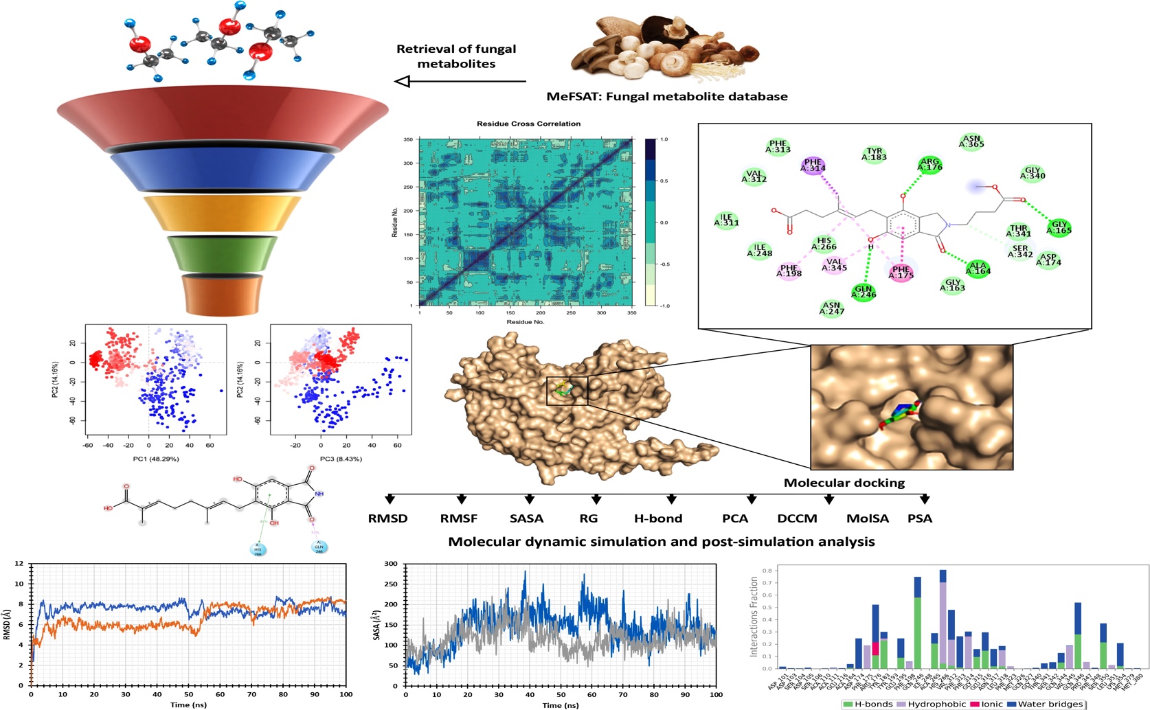 Fungal compounds show promise as potential new cancer therapies