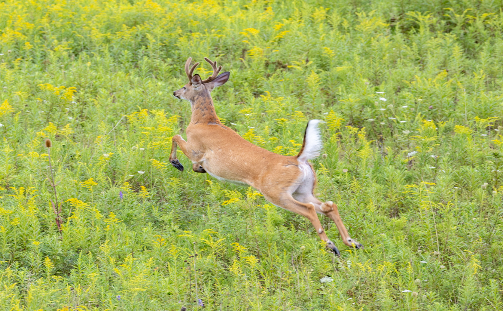 Deer browsing reshapes forest plant life during recovery after farming