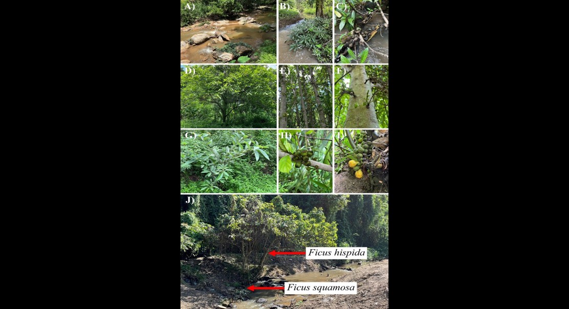 Fig tree breeding reveals surprising genetic exchange between different habitats